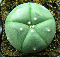 L.Williamsii var. menchaca 2 to 3cm
